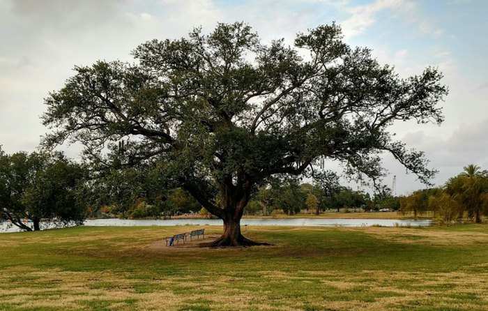 singing oak